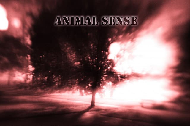 Animal Sense