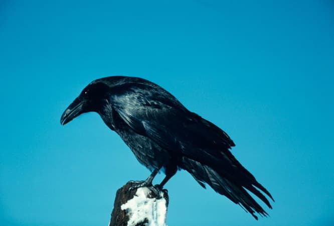poe
