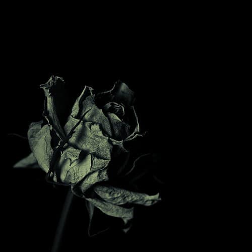 Flowers by Juliet