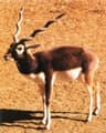 Hardcore Animal
