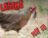 Laszka