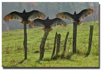 The Turkey Buzzards