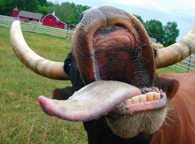 Umělé oplodnění krávy
